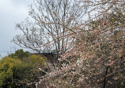 樱桃沟村：樱桃花如约盛开 本周末邀您到郧阳赏花