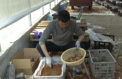 郧阳区谭家湾镇：设施天麻育新机 直播撬动新动能