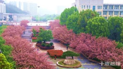 无需预约！十堰这所高校邀您免费赏樱