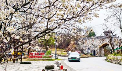 郧阳区：樱桃花开入画来