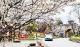 郧阳区：樱桃花开入画来