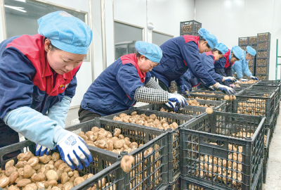  郧阳香菇 飘香海外