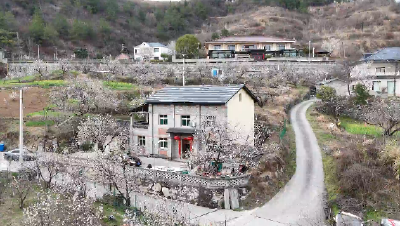 郧阳区茶店镇樱桃沟：樱桃花开引客来 繁花铺就振兴路
