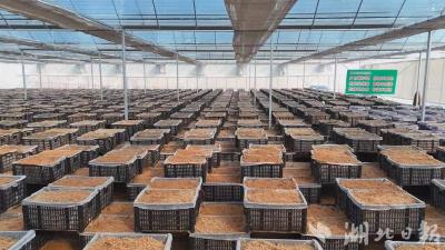 “林下挖”变“指尖种” 郧阳天麻一年“长”出1.8亿元产值