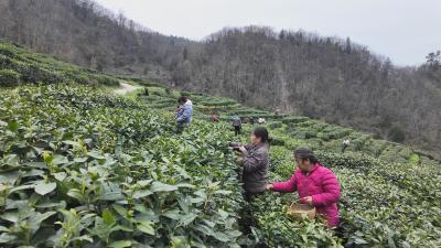 乡村振兴新画卷 | 郧阳区谭家湾镇：一叶新芽采春忙 漫山茶绿促振兴