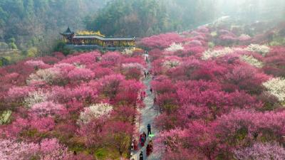 整整一个月免费！秦巴生态植物园邀您共赴春之约