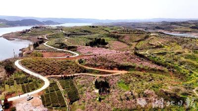 郧阳桃花粉如海