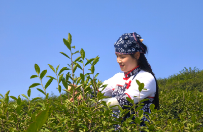郧阳区：青山春茶开采 “喝”掉郧阳第一口春天