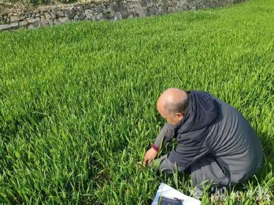 郧阳区安阳镇：抢抓农时精管理 护航小麦油菜丰收