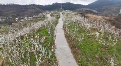 郧阳区杨溪铺镇卜家河村：漫山李花开 拓宽富民路