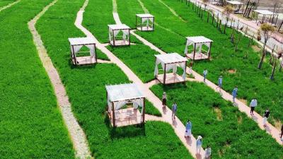 柳陂镇龙韵村：乡村田野走秀活动点亮田园好风光