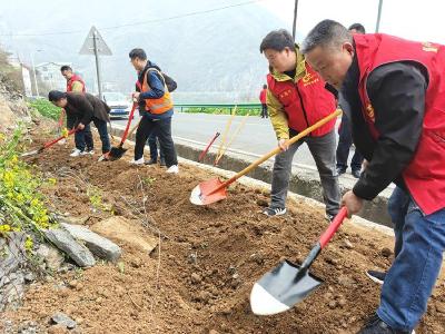 郧阳区胡家营镇：植绿汉江岸