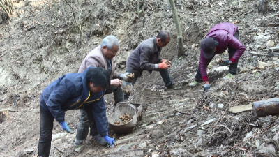 林下经济点“绿”成“金” | 郧阳区叶大乡：深耕林下经济 打造特色产业 奏响乡村振兴增收曲
