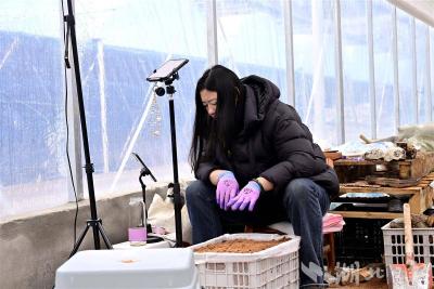 郧阳天麻住“空调房”搭“直销车”