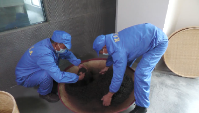 郧阳区谭家湾镇：激活茶产业 拓宽茶农致富路