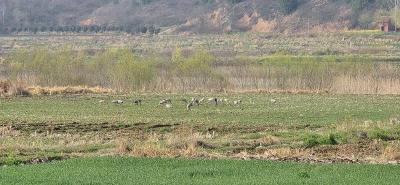 郧阳迎来灰鹤种群 见证生态持续向好