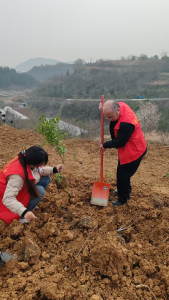 郧阳区医保局：植绿护水担使命 医保为民践初心