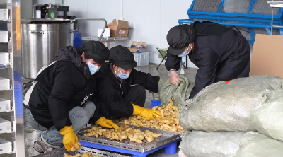 大柳乡：做好黄精产业全产业链培育 助力乡村振兴群众致富