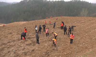 郧阳区城关镇开展植树节活动