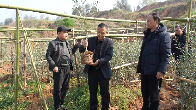 奋力夺取一季度“开门红”｜多点发力稳增长 油橄榄产业产销两旺  冲刺“开门红”