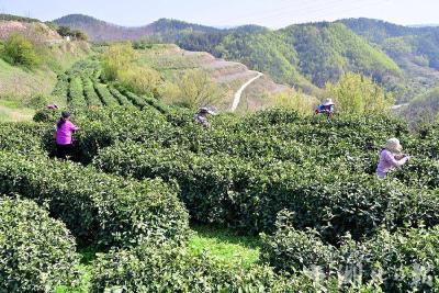 郧阳区青山镇：万亩茶园明前茶采摘忙