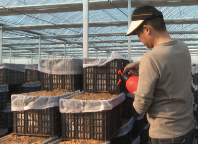 十堰郧阳：春种正当时！小小天麻成“致富宝”