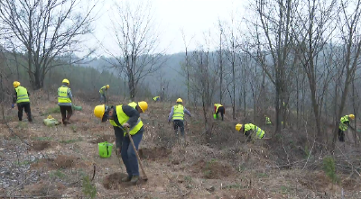 郧阳区：抢抓黄金植树期 筑牢库区生态屏障