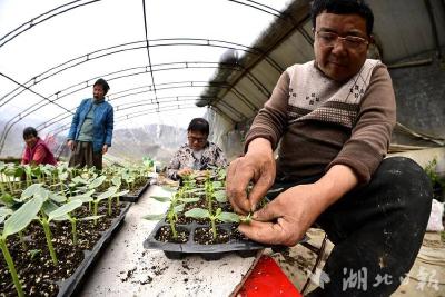 郧阳：西瓜嫁接育苗忙