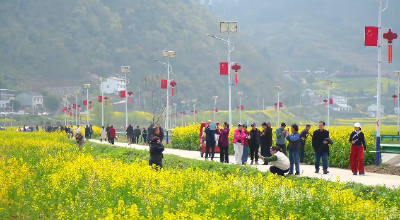 郧阳区五峰乡：万亩油菜花开 正是赏花好时节