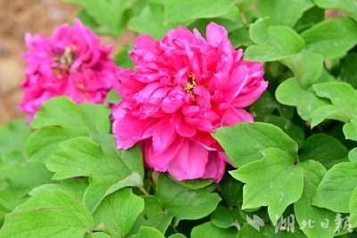 郧阳：牡丹花开