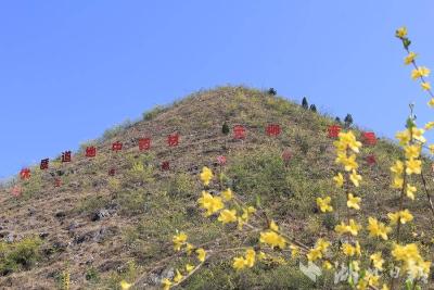 郧阳：连翘花开满山“金”