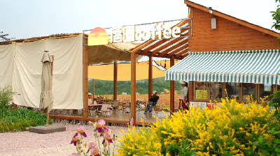 龙韵村落日咖啡：风吹麦浪 咖啡飘香