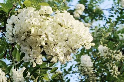 维生素C是苹果的10倍！现在吃它正合适，但要注意这些