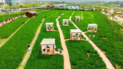 踏青寻春  郧阳文旅市场活力拉满——2026清明节假期文旅综述