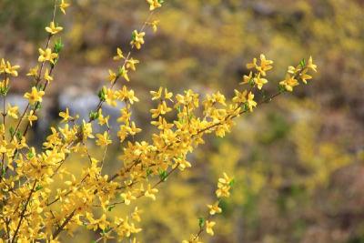 郧阳：小小连翘花撬动亿元产业