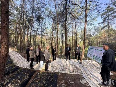 郧阳区白桑关镇：代表行动助力中药材产业发展