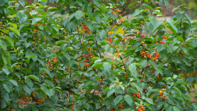 郧阳区：樱桃挂满枝 尝鲜正当时
