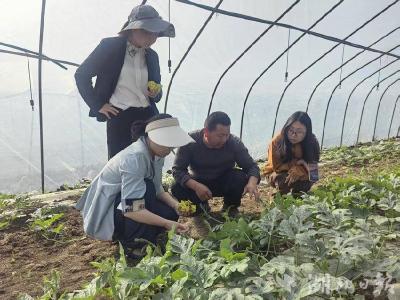 郧阳区安阳镇：民间技术交流赋能西瓜产业提质增效