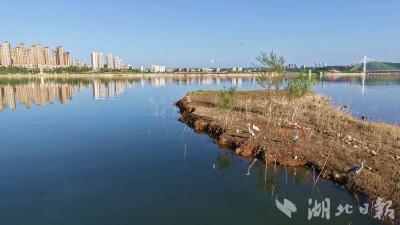 郧阳汉江岛迎来“特殊访客”
