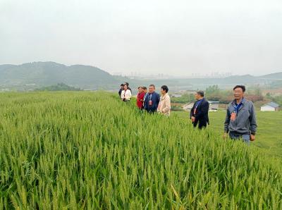 郧阳区茶店镇人大代表：田间地头察实情 履职尽责促振兴