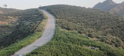 郧阳区胡家营镇上红庙村：茶香满坡富乡村