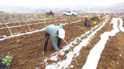 郧阳区安阳镇：抢抓农时种西瓜 特色产业促增收