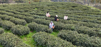 郧阳区：农文旅深度融合让乡村焕发活力