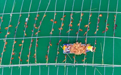郧阳区为野生鱼类搭建“水上产房”