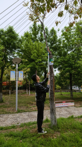 郧阳区启动2026年美国白蛾监测工作