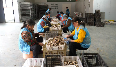 联农带农“领头雁”｜王君：以菌为媒带农致富