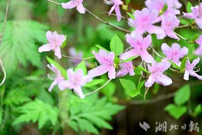 郧阳：四月杜鹃映山岗