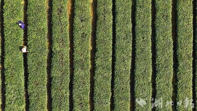 郧阳：春染茶山采茶忙