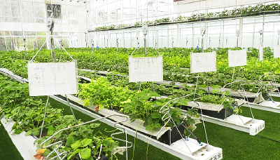 郧阳区：设施农业助力农民富产业兴