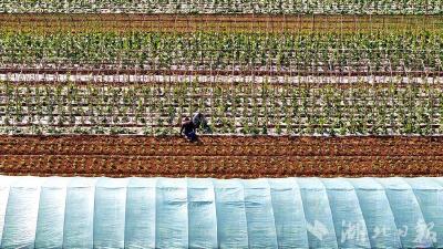 郧阳：谷雨时节农事忙